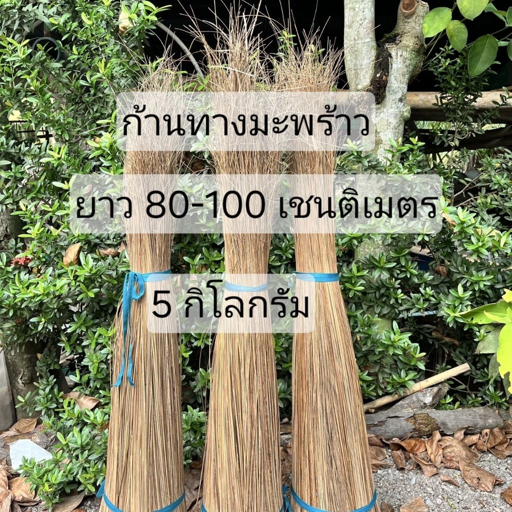 ก้านทางมะพร้าวยาว80-100 ซม.ก้านมะพร้าวทำไม้กวาด 5 กิโลกรัม ทำไม้กวาด ก้านมะพร้าวแห้ง