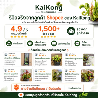 กาบหอยแครง B52 ปากแดงใหญ่!! 🔥 (Venus Flytrap) พืชกินแมลง ต้นจริงพร้อมส่ง