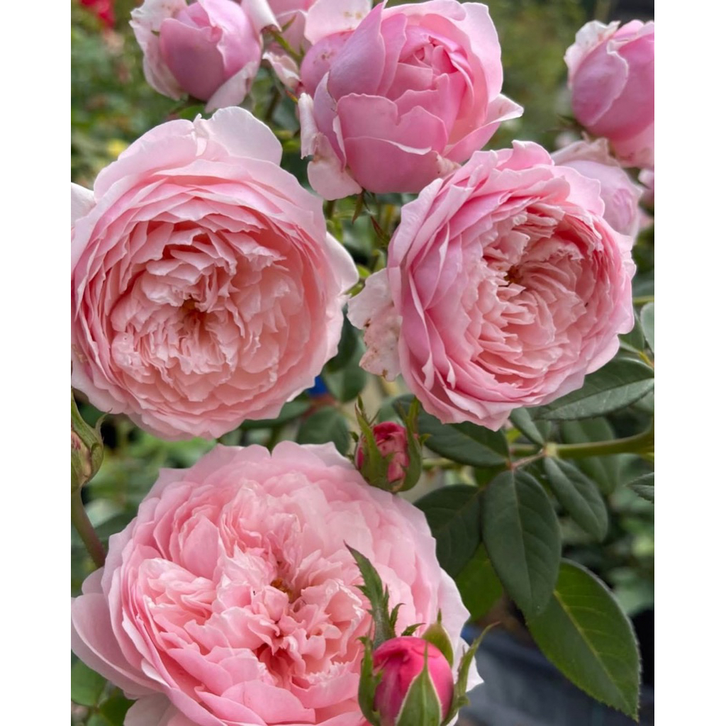 กุหลาบสายพันธุ์ ฟินิกซ์ (Phoenix Rose) ดอกสีชมพู กลิ่นหอม เลี้ยงง่าย ไม้เก่าหายาก