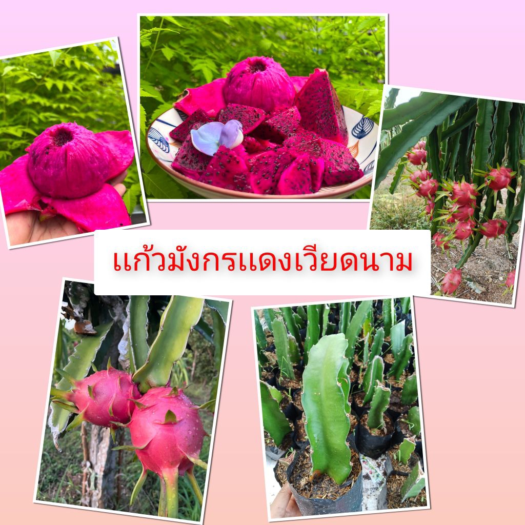 กิ่งชำแก้วมังกรเเดงเวียดนามรสหวานผลใหญ่( ขายเเบบกิ่งชำลงถุงดำ 49. )พร้อมปลูก(, สินค้าเสียหายยินดีเคลมฟรี)