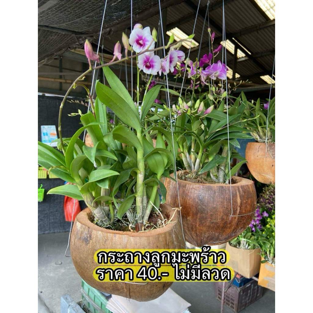 กระถางทำจากลูกมะพร้าว ใบละ40/45.- ใส่กล้วยไม้ไม้ประดับ