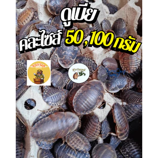 อาหารสัตว์ดูเบียคละไซส์ 100 กรัม , 50 กรัม