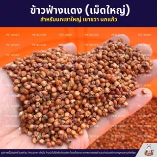 (5KG/10KG) ข้าวฟ่างแดง อาหารนกแก้ว หนูแฮมสเตอร์ นกเขา เขาใหญ่ เขาชวา นกพิราบ ใหม่ สด สะอาด ร่อนฝุ่นทุกถุง