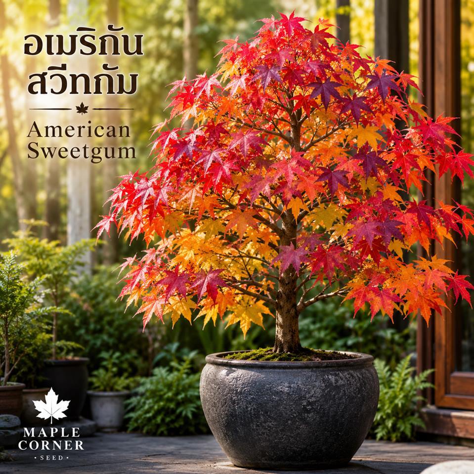 อเมริกัน สวีทกัม American Sweetgum (เมล็ดพันธุ์) Liquidambar styraciflua ใบไม้เปลียนสี บอนไซ ไม้เมืองหนาว