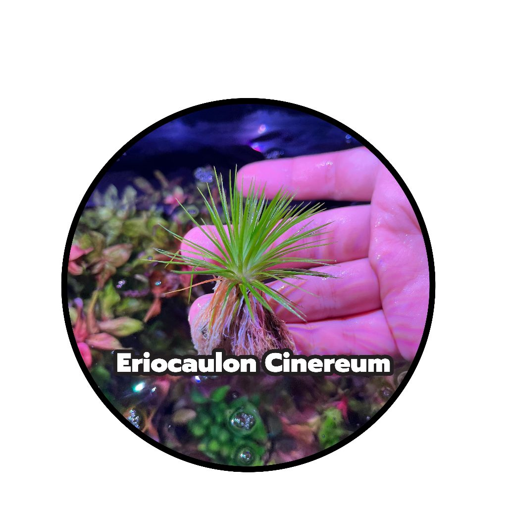 ต้นไม้น้ำ กระดุมเงิน  Eriocaulon Cinereum