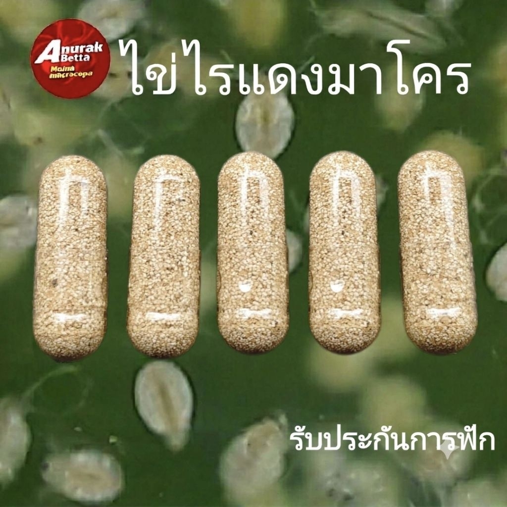 ไข่ไรแดง มาโครโคปา บรรจุ 5 แคปซูล (เบอร์1) รับประกันการฟัก