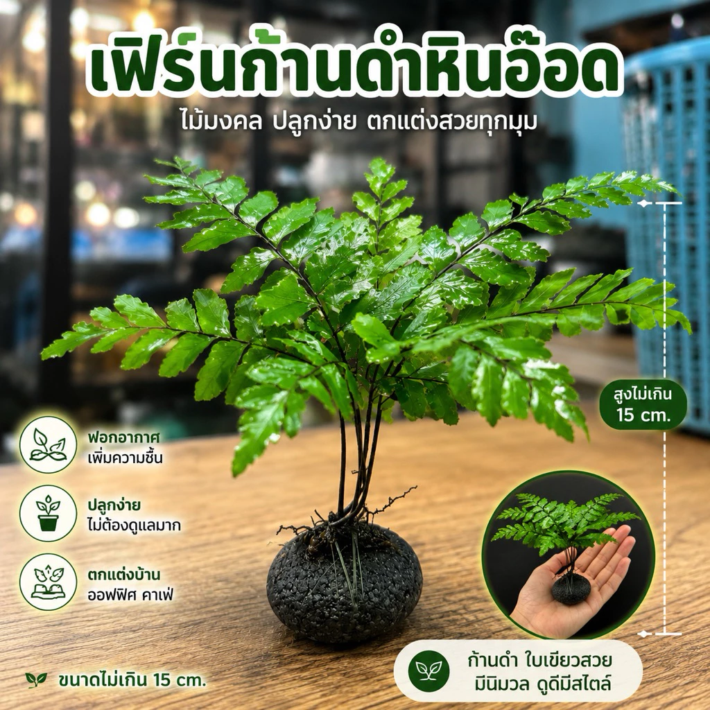 เฟิรน์ก้านดำ หินอ๊อด แต่งตู้ปลา🍀🏠