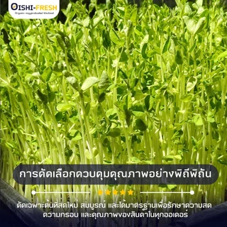 🛒Oishi-Fresh🥬โต้วเหมี่ยว ปลอดสารพิษ 100 ก. รสชาติกรอบ สด ใหม่ ใยอาหารสูง หวานออร์แกนิค เคลมได้ 1-2 วัน