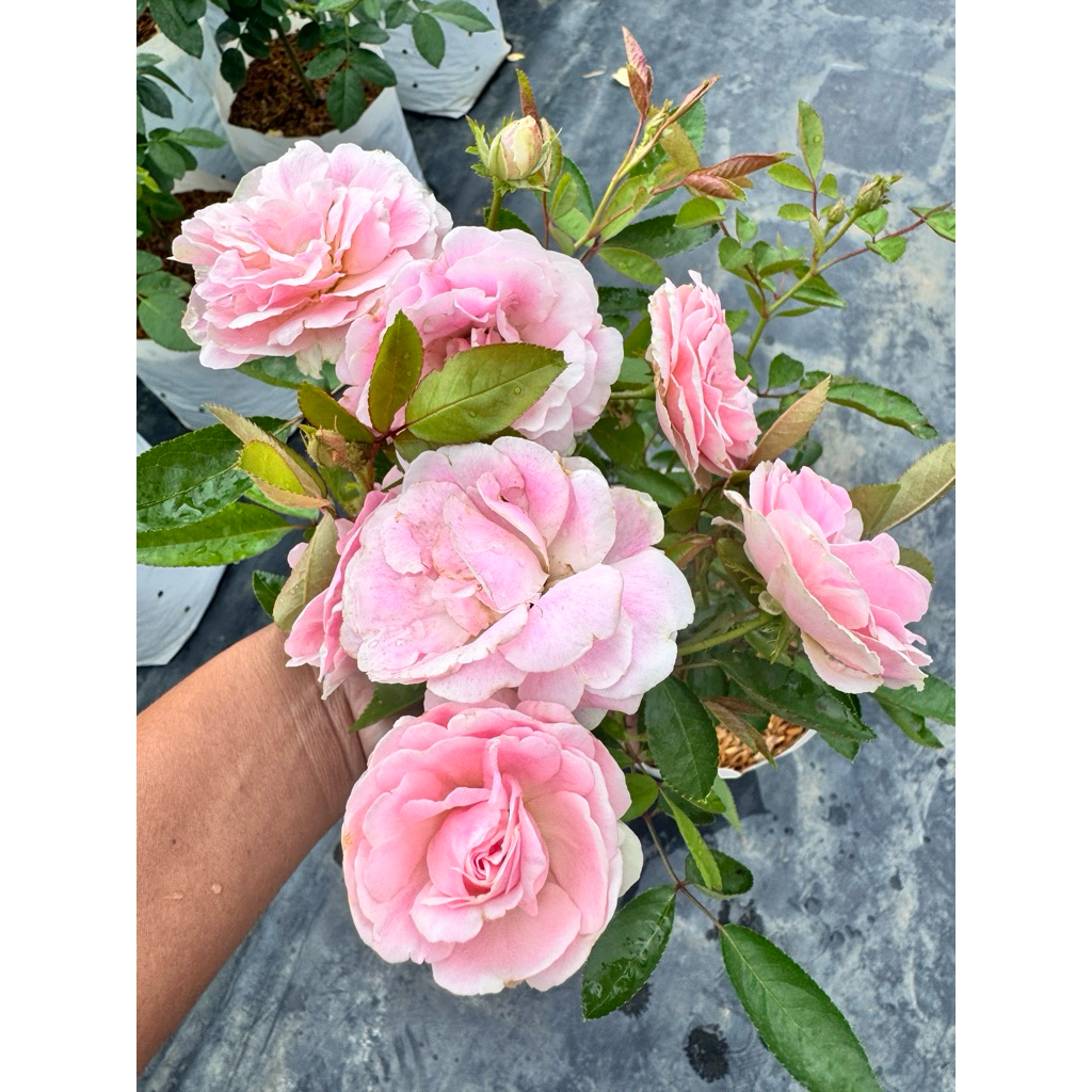 กุหลาบสายพันธุ์ พิ้งค์ ซัมเมอร์สโนว์ (Pink summer snow) กุหลาบพุ่ม ดอกดก เลี้ยงง่าย รอบดอกไว