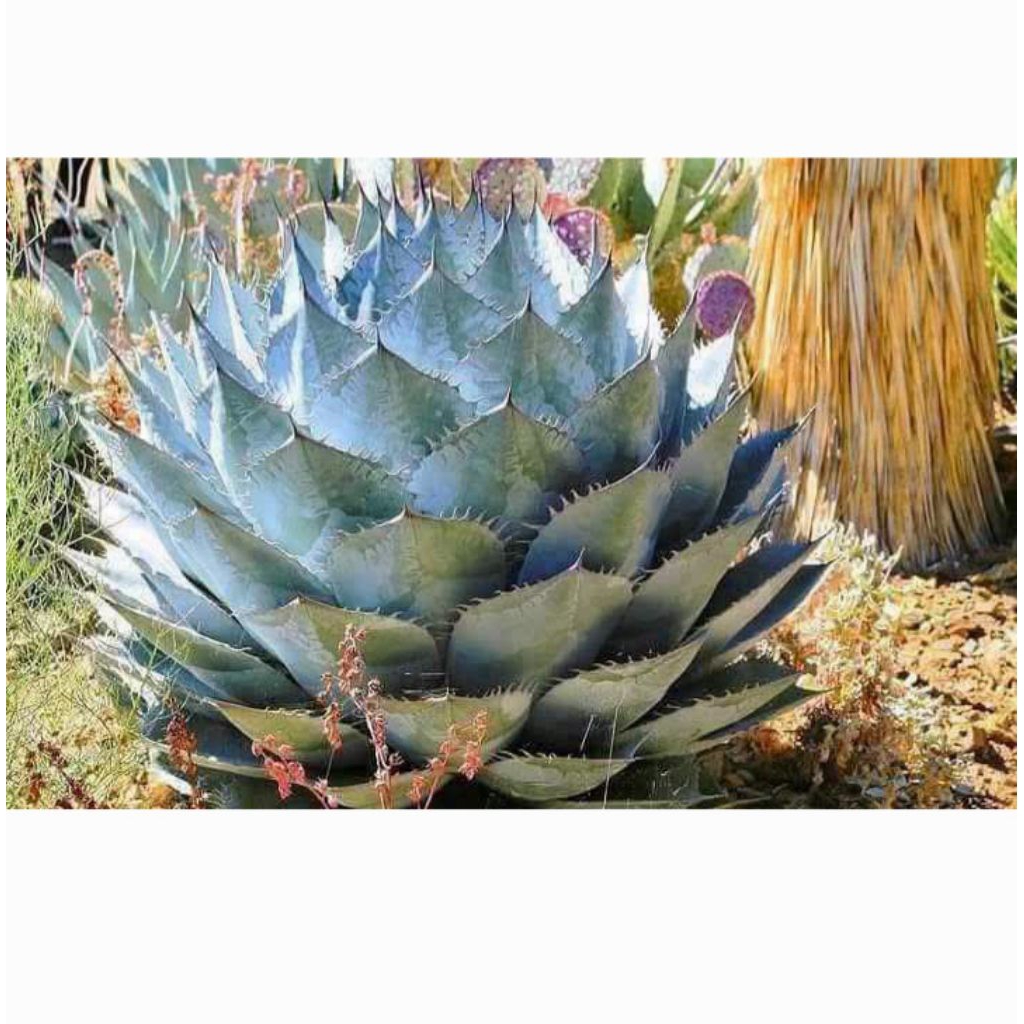 [ขายหน่อ] อากาเว่ agave parasana แคคตัส cactus ไม้มงคล ไม้ฟอกอากาศ