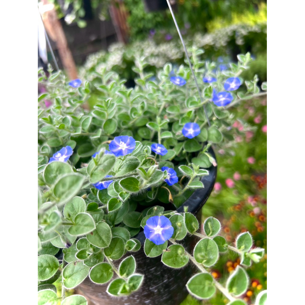 ต้น ใบต่อก้าน Dwarf Morning Glory / Creeping Bindweed ไม้เลื้อยคลุมดิน ดอกสีฟ้าพาสเทล ใช้ตกแต่งสวนสไ
