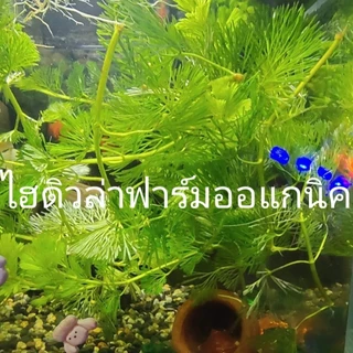 สาหร่ายหางกระรอกพุงชะโด&ฉัตร ฟาร์มออแกนิค 500กรัม คัดพิเศษต้นยาวๆ