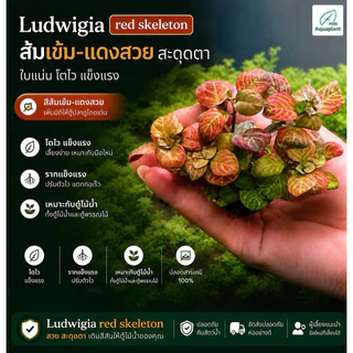 [MIN]Ludwigia red skeleton ไม้น้ำกลาง-หลัง สีส้มมีลวดลาย เอาไว้สำหรับตัดสีแดงททำให้ดูไม่เบื่อ แบบwabi แค่วางจบ