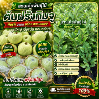 ต้นฝรั่งกิมจูขนาด40-80cm ชำเรียบร้อยปลูกกลางแดดได้เลยพร้อมปลูกเป็นกิ่งตอนรากเต็มทุกต้นเเข็งเเรงสายพันธุ์เเท้จากสวนโดยตรง