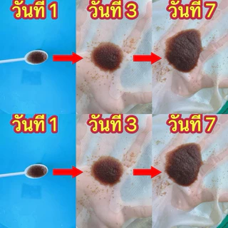 อาหารเลี้ยงไรแดงน้ำใส สูตรt10 ผลผลิตสูง ทำง่าย มีคู่มือไปให้ TT ตต ยอดขายกระจุย