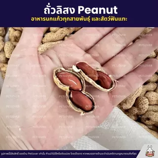 (5KG/10KG) ถั่วลิสง Peanut เกรดA นำเข้า อาหารนกแก้ว หนูแฮมสเตอร์ และสัตว์ฟันแทะ