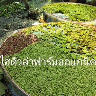 ดอกจอกกุหลาบ จอกแดงญี่ปุ่นจอกหูหนู/รังผึ้ง จอกหูช้าง ฟาร์มออร์แกนิค