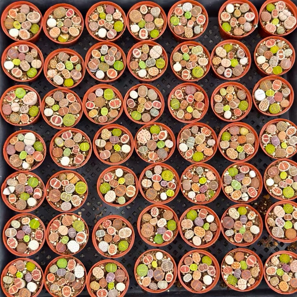 ไลทอปพอตกลมแดงคละสายพันธุ์ lithops