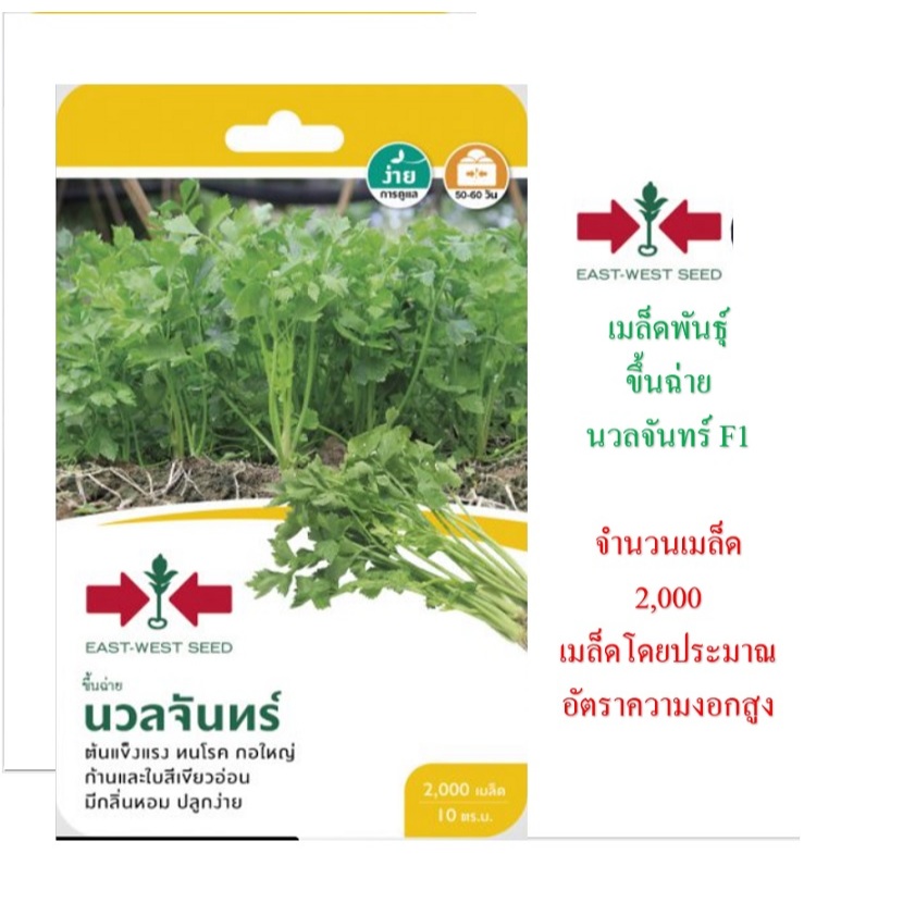 5 แถม 1 เมล็ดพันธุ์ ขึ้นฉ่าย นวลจันทร์ ศรแดง จำนวน 2,000 เมล็ด/10 ตร.ม. อัตราความงอกสูง