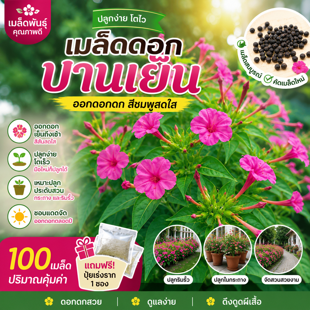เมล็ดพันธุ์ดอกบานเย็น สีชมพู (Four O'Clock Flower) ไม้ดอกปลูกง่าย โตเร็ว บานทั้งปี