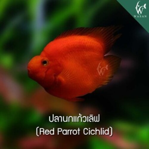 ปลานกแก้วเลิฟ Red parrot Cichild ( ไซส์ 2.5 นิ้ว )