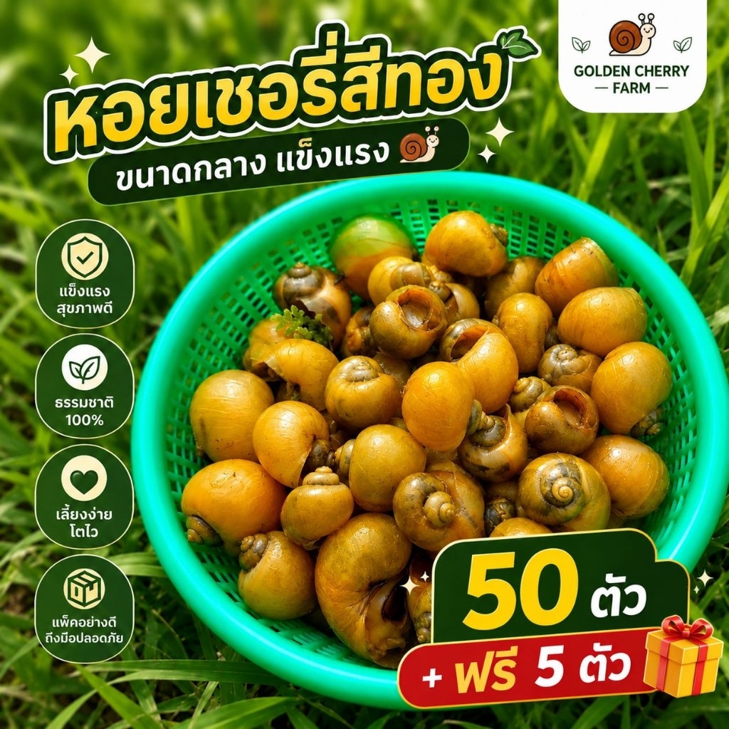 50 ตัว หอยเชอรี่สีทอง 🐌🐌 ตัวใหญ่ • สุขภาพดี • โตไว + ฟรี 5 ตัว