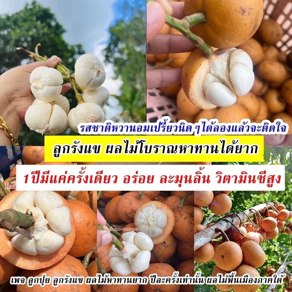 รังแข สดๆ จากต้น ผลไม้หายาก จากปักใต้ 1 ปีมีครั้งเดียวสั่งเลย อย่ารอช้า‼️‼️