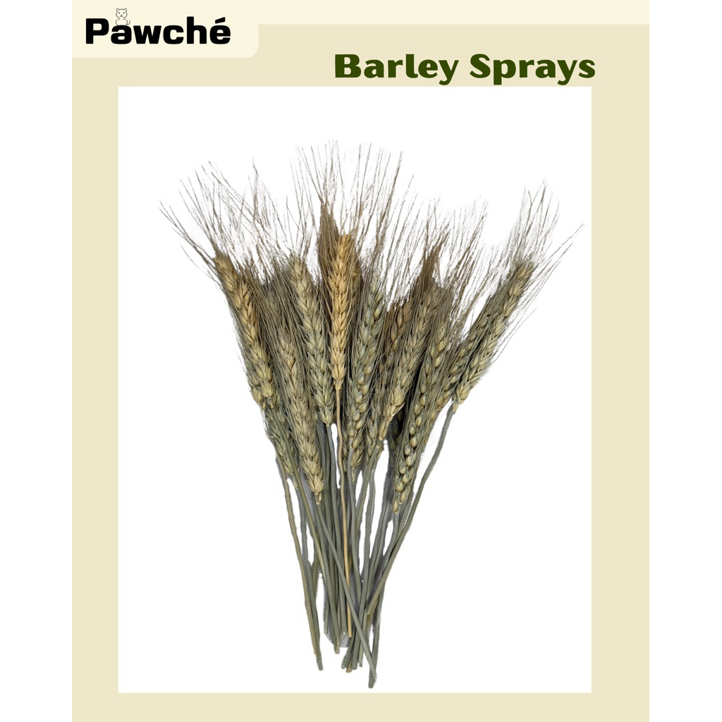 (Barley Sprays by Pawché) ข้าวบาร์เลย์ออร์แกนิค อบร้อนทุกออเดอร์ สำหรับตกแต่งกรงแฮมสเตอร์