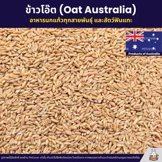 ข้าวโอ๊ต Oat Australia เกรดA ข้าวโอ็ตอาหารนกแก้ว และสัตว์ฟันแทะ สะอาด ร่อนฝุ่น (แบ่งขาย 500G / 1KG)