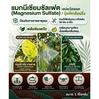 [ส่งฟรีร้านโค้ดคุ้ม] แมกนีเซียมซัลเฟต ดีเกลือฝรั่ง (ขนาด 1kg/3kg/5kg) ปุ๋ยทุเรียน เร่งใบเขียวเข้ม ใบแก่ไว ทุกพืช