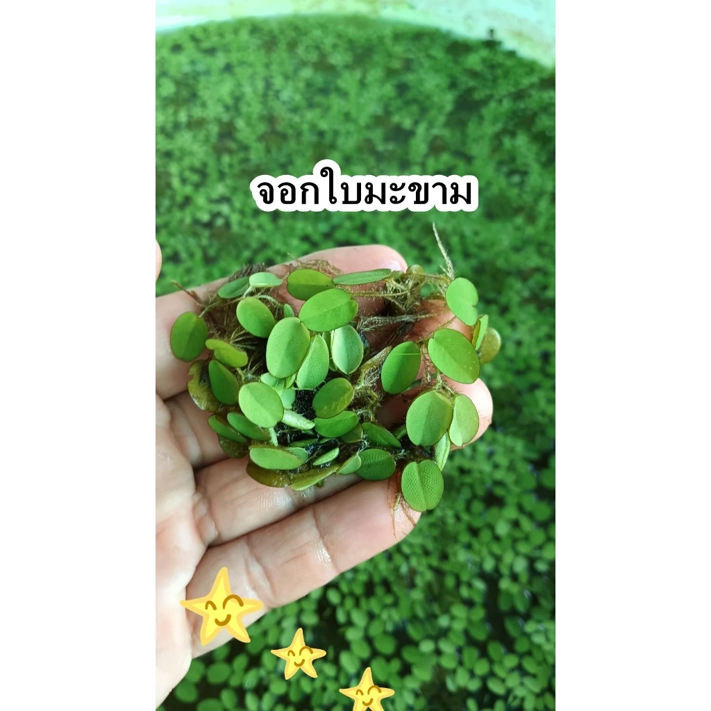 จอกใบมะขาม 1 กล่อง☘️☘️☘️