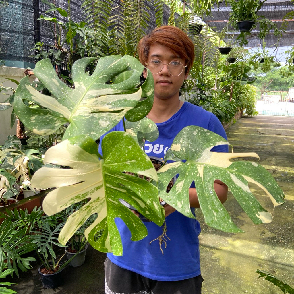 Monstera Thai Constellation (มอนสเตอร่า ไทคอน) ไม้ประดับ