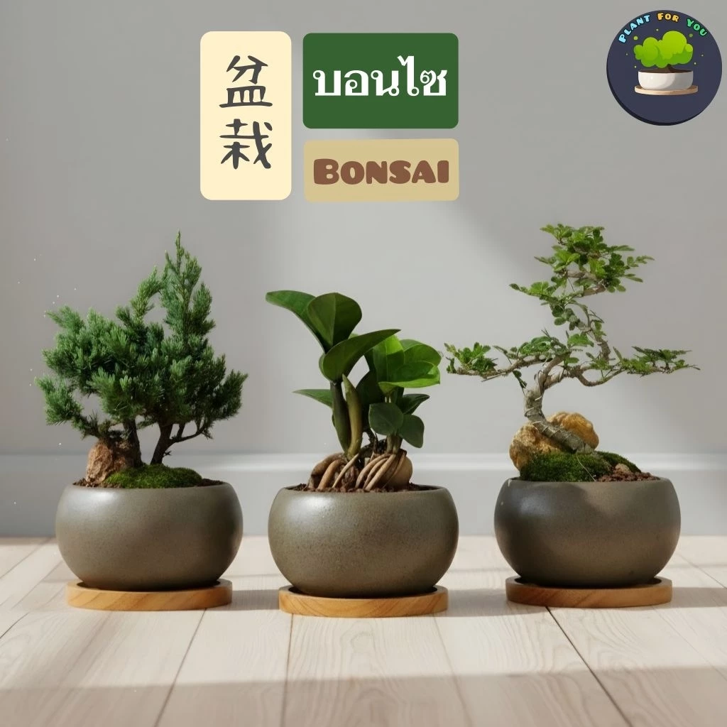 บอนไซ Bonsai พร้อมกระถางเซรามิคทรงกลม+แถมจานรองไม้