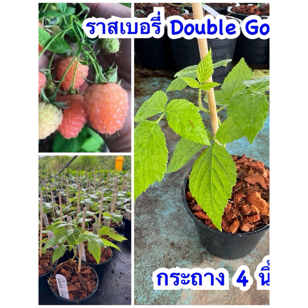 ต้นราสเบอรี่ พันธุ์ ดับเบิ้ลโกล rasberry Double Gold กระถาง 4 นิ้ว เป็น ราสเบอร์รี่สีส้ม สีสวยละมุน รสชาติหวานฉ่ำ