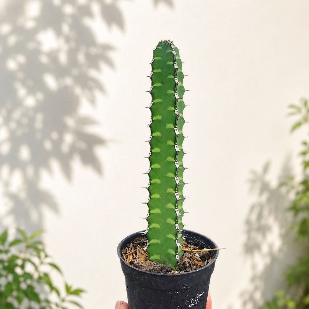 ยูโฟเบียลายเสือ Euphorbia boranensis สูง 15 ซม.ขึ้นไป กระถาง 2.5 นิ้ว