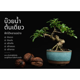 กล้าบ๊วยน้ำ 🌱 บอนไซ ยังไม่ผ่านการดัดเข้าลวด กระถาง 3” นิ้ว บอนไซจิ๋ว ลูกค้าสามารถนำไปเข้าลวดด้วยตัวเอง