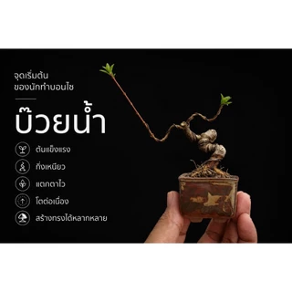กล้าบ๊วยน้ำ 🌱 บอนไซ ยังไม่ผ่านการดัดเข้าลวด กระถาง 3” นิ้ว บอนไซจิ๋ว ลูกค้าสามารถนำไปเข้าลวดด้วยตัวเอง