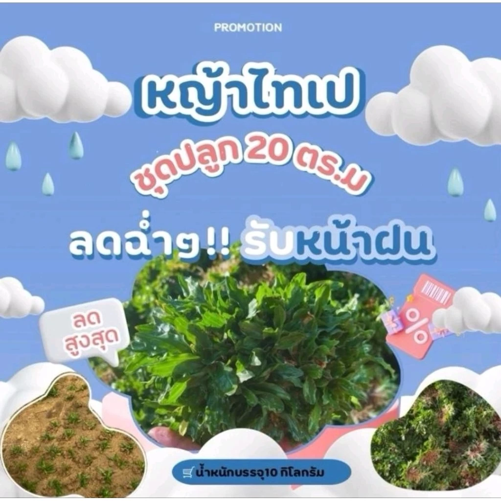 หญ้าไทเป 10 กก. ปลูกได้ประมาณ 20 ตร.ม. หญ้าสนามใบละเอียด หญ้าจัดสวน เขียวแน่น ดูแลง่าย