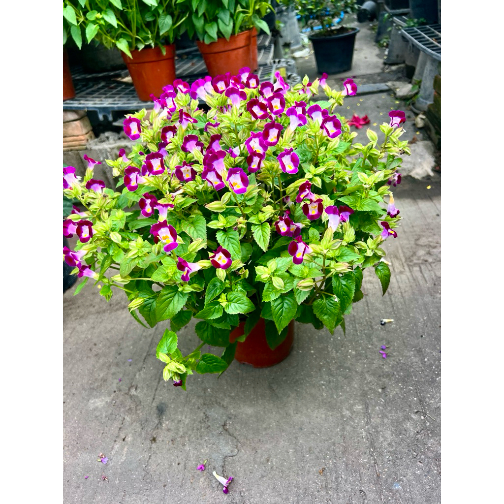 ต้น แววมยุรา Torinia /Bluewing /Wishbone flower ไม้ดอก ไม้ประดับ ดอกไม้ทานได้ Edible flowers