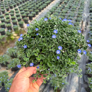 ใบต่อก้าน มอนิ่งกลอรี่ คลุมดินWild ground morning glory ดอกสีสวยส่งติดดอก