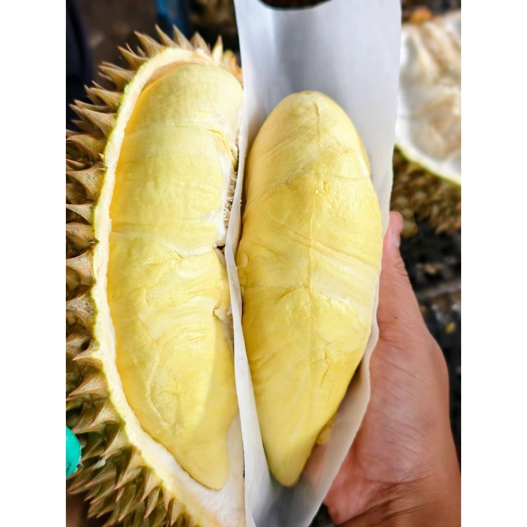 ทุเรียนหมอนทองพระร่วงของแท้ ตัดแก่จัดจากสวนเรา แบบเป็นลูก เนื้อแน่น กรอบ นุ่ม หอม อร่อย เราส่งทุเรียนแก่จัด