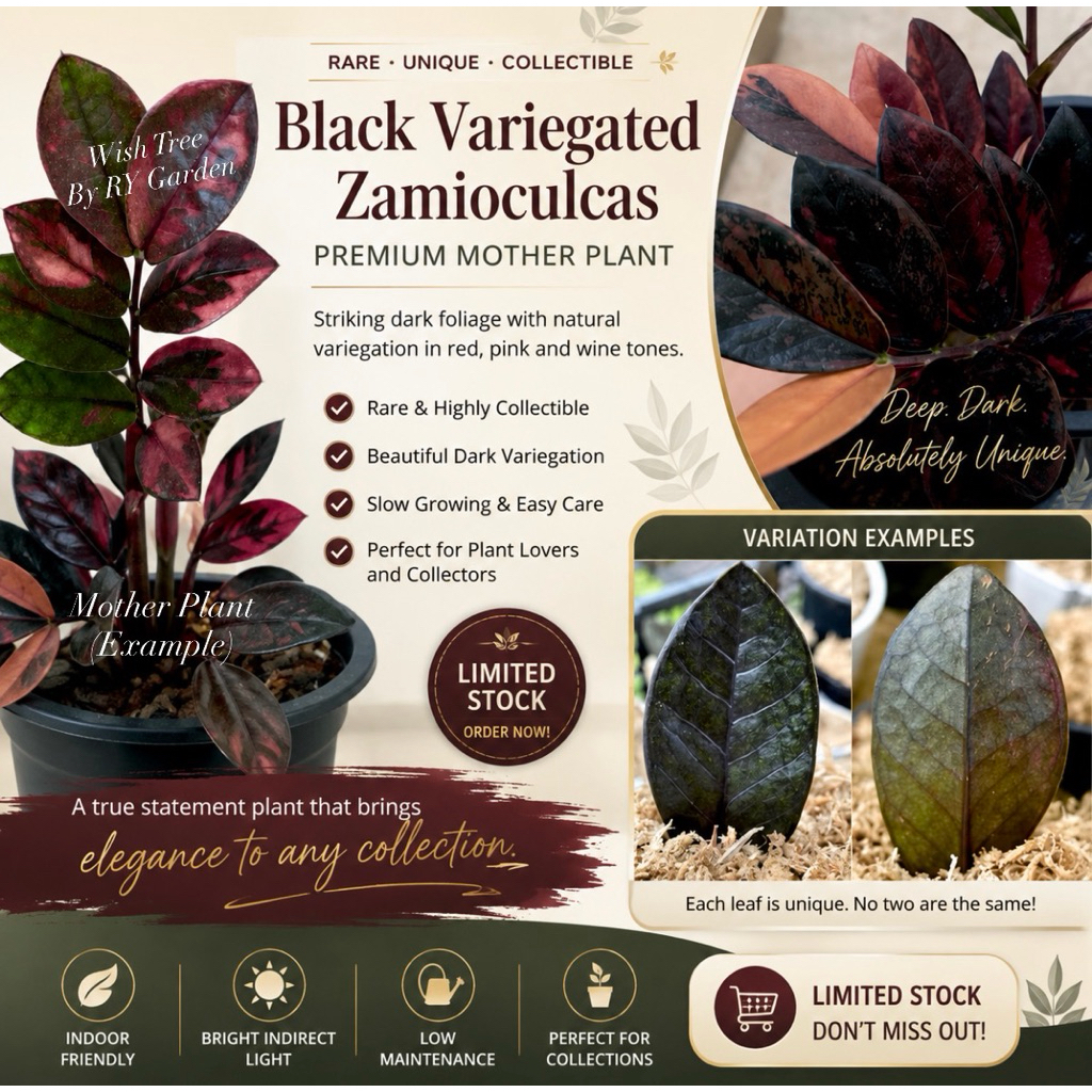 Premium ZZ Plant Special Order (Stem : โคนก้าน)