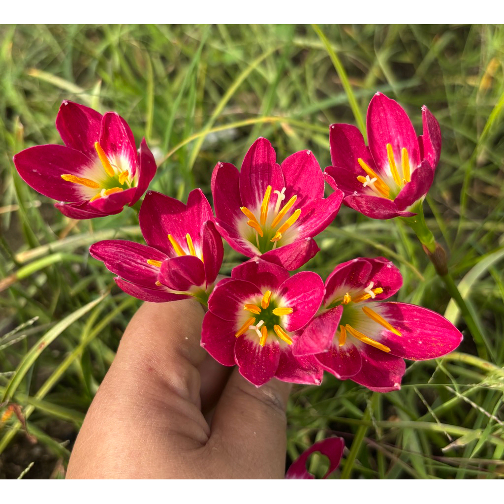 บัวดิน Red Tulip / Z.Red Tulip บัวดินสีชมพูทรงถ้วยสีเข้มมาก ตาดอกสีขาว สีเข้มสะดุดตา