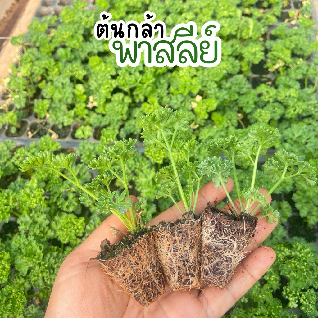 ต้นกล้าพาสลีย์ ใบหยิก พร้อมปลูก