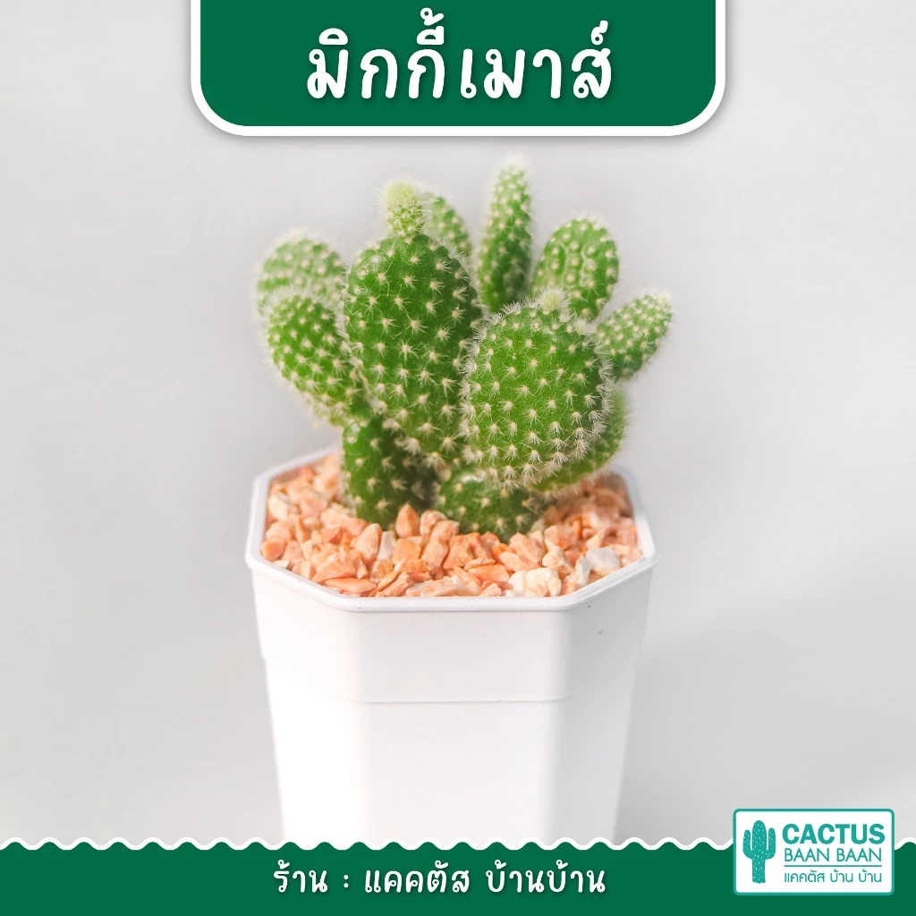 มิกกี้เมาส์ หูกระต่าย (Bunny Ears Cactus) Opuntia microdasys กระถาง 2 นิ้ว จัดส่งทั้งกระถาง พร้อมส่ง!!!