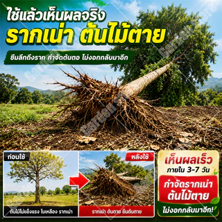 🔥รากเน่ารากไม่ขึ้นอีก🔥 ยากำจัดต้นไม้ใหญ่ 500g สารกำจัดกอไผ่ ผงกำจัดต้นไผ่ ยาฆ่าตอไม้ กำจัดวัชพืชรากเน่า