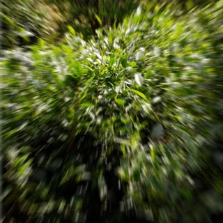 Zairai (ไซไร - 在来) 40g - Wild, Seed Grown