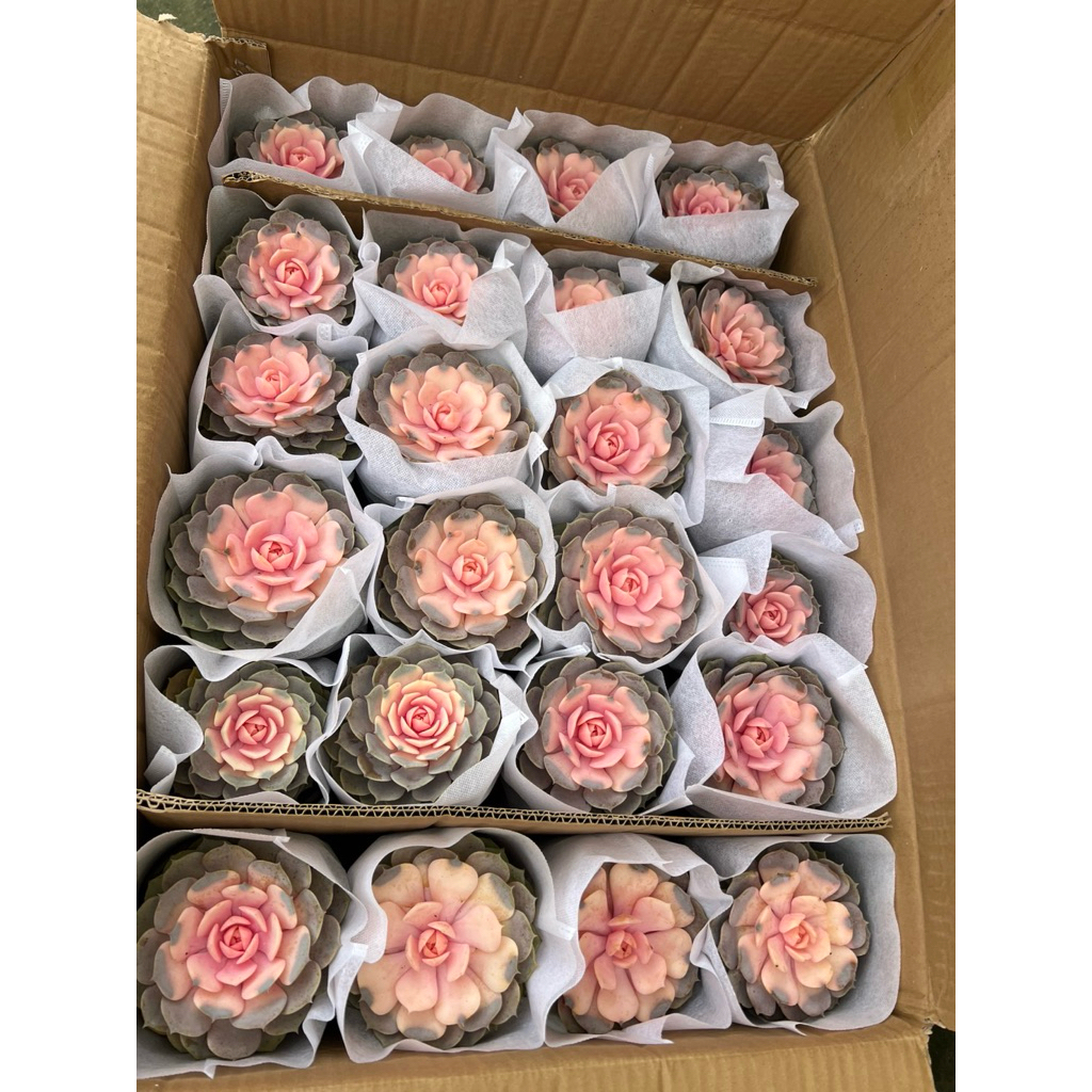 รอบ10/6/26ทักก่อนสั่ง กุหลาบหิน ไม้อวบน้ำ สายพันธุ์ ใหม่ ๆ ราคาน่ารัก สีหวานชื่อเรนโบว์ ไม้อวบน้ำ