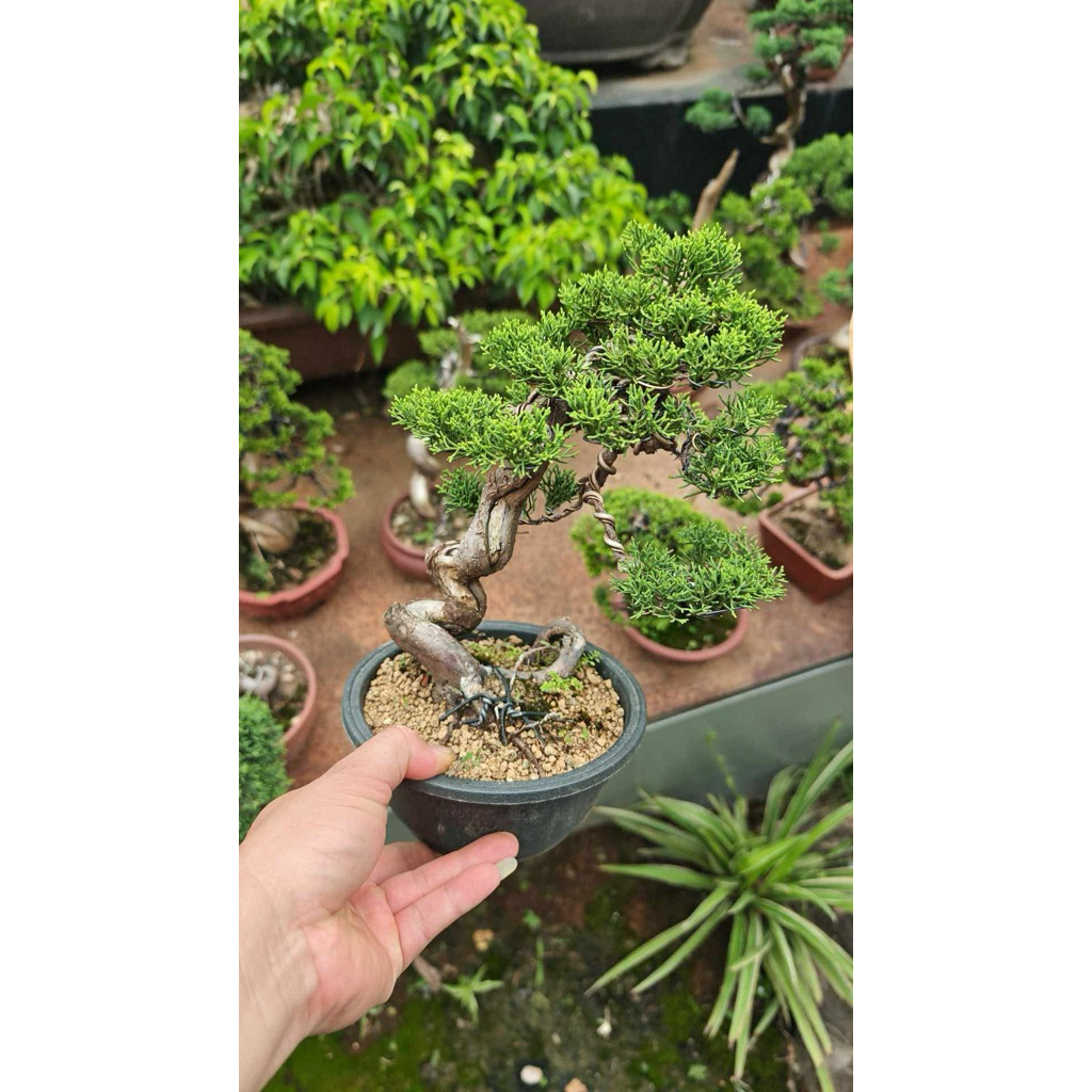 itoigawa shimpaku juniper