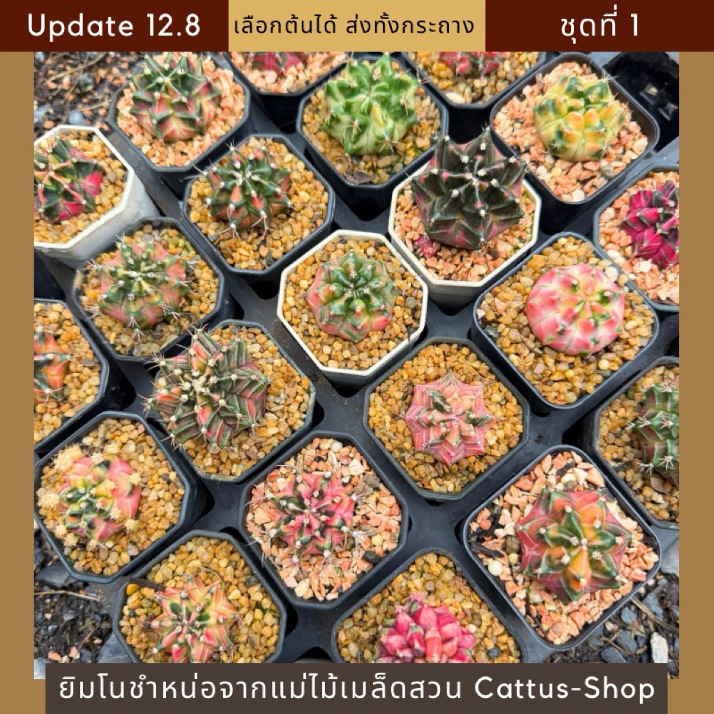 [ชุดที่ 1 Update 12.8] ยิมโนด่างชำหน่อจากต้นแม่คัดเกรด ส่งทั้งกระถาง เลือกต้นได้ ต้นกระบองเพชร Cactus